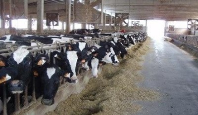 Prezzo del latte, monta la rabbia degli allevatori