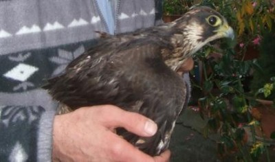 Parco Adda Sud, cerca i funghi ma trova e salva un falco ferito