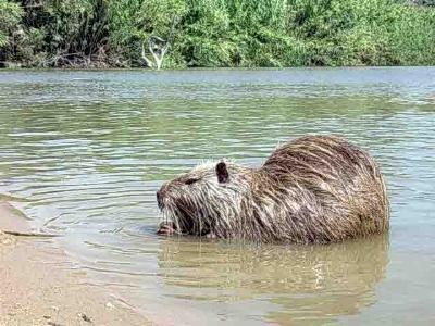 Cremona all'apice notorietà per maltrattamenti animali| E.Sciacca