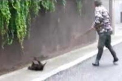 Uccisa nutria a badilate.Nessuna giustificazione