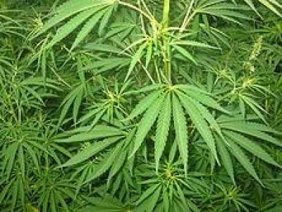 Legalizzazione cannabis.Cominciamo a parlarne?+