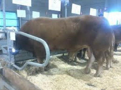 CremonaFiere già al lavoro per l'edizione 2013 della Fiera Internazionale