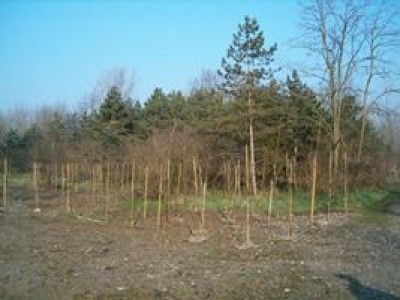 Lodi.Parco Adda Sud, in arrivo 5 mila nuove piante