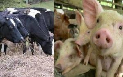 Nitrati.Salvati tre milioni di capi fra mucche e suini