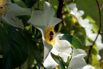 La rosa bianca | M.Negri