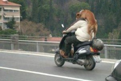 Controlli a tappeto sui trasporti animali