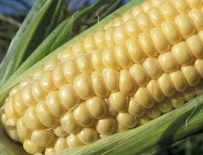 Rialzi record per il mais e la soia
