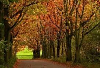 VERDE. IN UN MESE E MEZZO PIANTATI 1.700 NUOVI ALBERI A MILANO 
