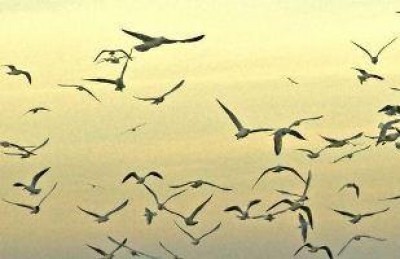 Il grido dei gabbiani..| F,De Carolis