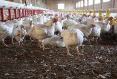 Produzione di biogas da deiezioni animali: