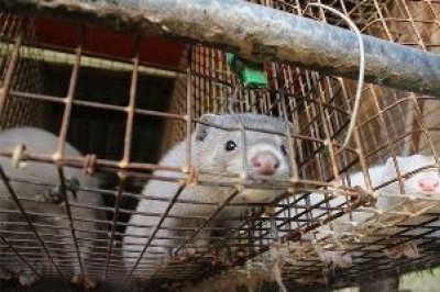 Morire per una pelliccia, firma la petizione