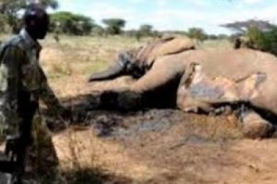 Fermare la strage di elefanti