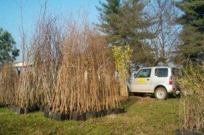 Parco Adda Sud.Oltre 70 mila piante per scuole e giardini