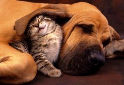 Emilia.Cane e gatti in ospedale dai loro padroni