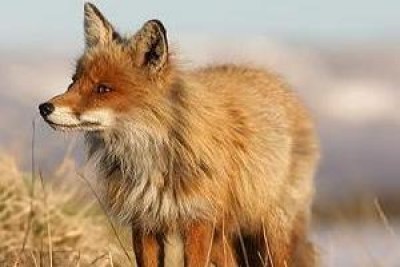 Caccia alla volpe, valanga di proteste