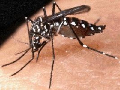 Zanzare tigre.E' necessario disinfestare| R.Poli
