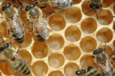 Avaaz.org festeggia la messa al bando dei pesticidi ammazza api