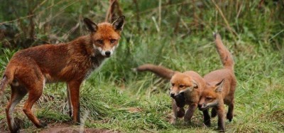 884 firme contro la caccia alla volpe in tana.