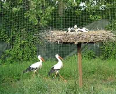 Cicogne , due nuovi nati al Parco Adda