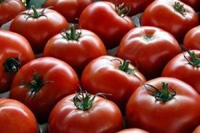 Diritto a coltivare il proprio cibo. Firma petizione