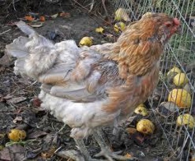 12 miliardi di uova prodotte in Italia. A Cremona International Poultry Forum