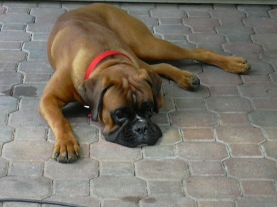 MAX ERA UN FORMIDABILE CANE DI RAZZA BOXER