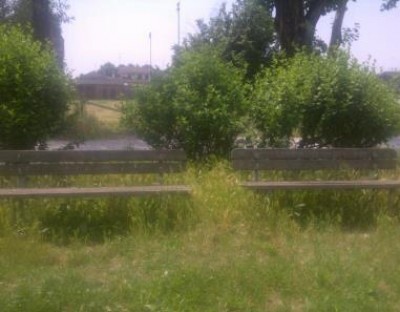 Una nota nel verde, stonata| C.Ruggeri