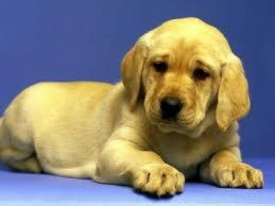 Muore per salvare il suo cagnolino| E.Sciacca