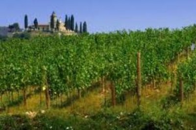 Lavoro, boom di domande per la vendemmia