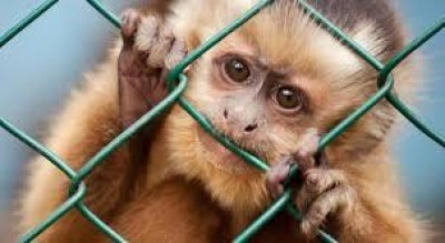 “STOPVIVISECTION” presentata al Parlamento Europeo