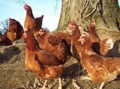 Benessere animale per le galline ovaiole