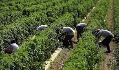 Al lavoro 35mila migranti per la raccolta dei pomodori
