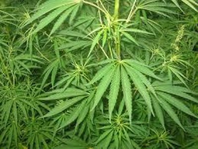 Cannabis terapeutica, anche in Veneto reale diritto alla cura