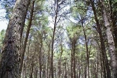 Donna lapidata con i rifiuti di un festival di LandArt