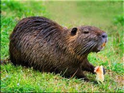 Nutrie. Stanziati 150 mila euro per il loro contenimento