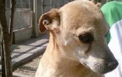 Il rifugio del cane sarà riqualificato