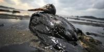 Il disastro ambientale a pochi passi dalle nostre coste