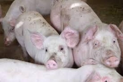 A Italpig.il Primo Forum Europeo di Genetica Suina.
