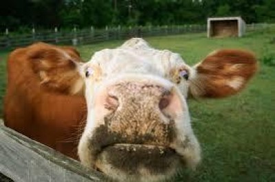 Gestione del farmaco, benessere animale, biosicurezza in allevamento 