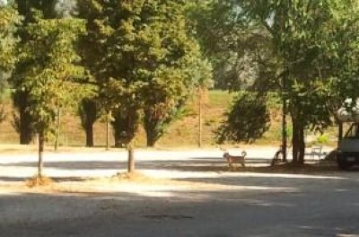 I cani liberi sono un insulto alla civile convivenza.L.Baronio