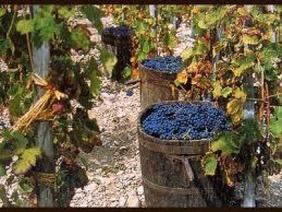 VINO: COLDIRETTI,  E’ INIZIATA VENDEMMIA