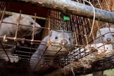 Manifestazione animalisti contro allevamenti di visone a Dovera