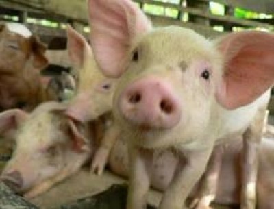 CUN suini: un valido strumento da confermare