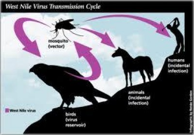 West Nile allarme diffusione su Cremona|R.Poli