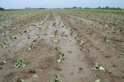 “Necessario il riconoscimento dello stato di calamità per il settore agricolo”