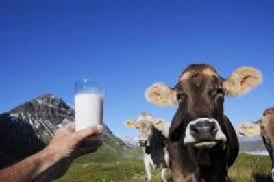 Fine quote latte nel 2015: 240 aziende zootecniche dicono la loro.