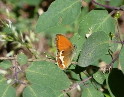  Un bosco per le farfalle nel Parco regionale dell’Adda Sud 