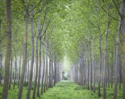 IL PIOPPO: UNA RISORSA ECOSOSTENIBILE PER IL FUTURO