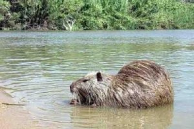  Nutrie. In margine a una conferenza... (di U.N.A. Cremona Onlus)