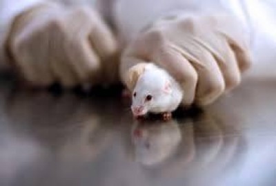 Approvazione della recente proposta di legge sulla sperimentazione animale | S.Denti
